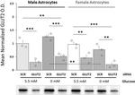 GLUT2 Antibody in Western Blot (WB)
