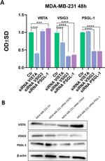 VISTA Antibody in Western Blot (WB)