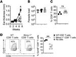 Granzyme B Antibody in Flow Cytometry (Flow)