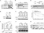 PARP9 Antibody in Western Blot (WB)