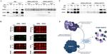 PARP9 Antibody in Western Blot (WB)
