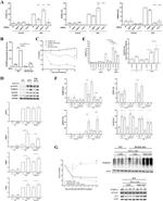 PARP9 Antibody in Western Blot (WB)
