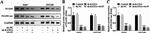 PGAM1 Antibody in Western Blot (WB)