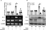 IL-17A Antibody in Western Blot (WB)