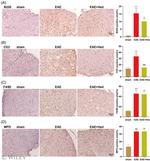 Myeloperoxidase Antibody in Immunohistochemistry (IHC)