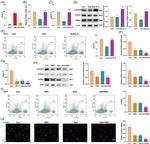 STAT3 Antibody in Western Blot (WB)