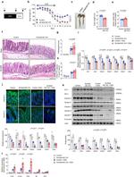 Claudin 3 Antibody in Western Blot (WB)