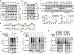 FBXO7 Antibody in Western Blot (WB)
