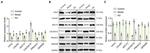 Calmodulin 1/2/3 Antibody in Western Blot (WB)