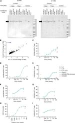 IL-2 Antibody in Western Blot (WB)
