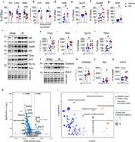 ATF5 Antibody in Western Blot (WB)