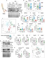 ATF5 Antibody in Western Blot (WB)