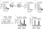 HUNK Antibody in Western Blot (WB)