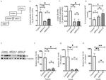 EGF Antibody in Western Blot (WB)