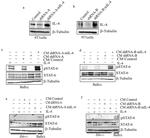 Phospho-STAT6 (Tyr641) Antibody in Western Blot (WB)
