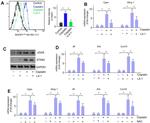 cGAS Antibody in Western Blot (WB)