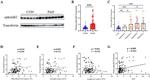 Ephrin B2 Antibody in Western Blot (WB)