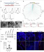 CD90.1 (Thy-1.1) Antibody in Flow Cytometry (Flow)