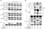 E6AP Antibody in Western Blot (WB)