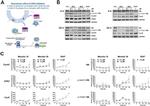 Cyclin A2 Antibody in Western Blot (WB)