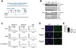 Cyclin T1 Antibody in Western Blot (WB)