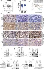 VHL Antibody in Western Blot (WB)