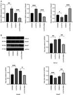 ETV4 Antibody in Western Blot (WB)