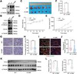 TZFP Antibody in Western Blot (WB)