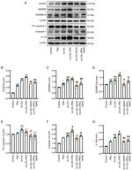 Caspase 1 Antibody in Western Blot (WB)