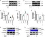 Caspase 1 Antibody in Western Blot (WB)