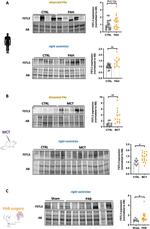 SPON1 Antibody in Western Blot (WB)