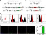 CD45 Antibody in Flow Cytometry (Flow)