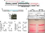 SERCA2 ATPase Antibody in Western Blot (WB)
