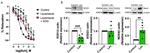 SOD2 Antibody in Western Blot (WB)