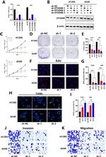 OTUD6B Antibody in Western Blot (WB)