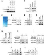 OTUD6B Antibody in Western Blot (WB)