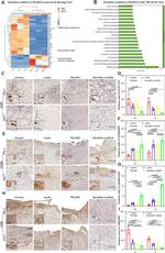 CD206 Antibody in Immunohistochemistry (Frozen) (IHC (F))