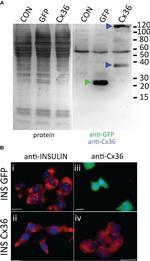 Connexin 36 Antibody in Western Blot (WB)