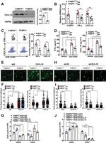CXCL10 Antibody in Western Blot (WB)