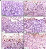 Caspase 3 Antibody in Immunohistochemistry (PFA fixed) (IHC (PFA))