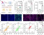 CD86 (B7-2) Antibody in Flow Cytometry (Flow)
