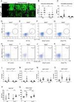 CD95 (APO-1/Fas) Antibody in Flow Cytometry (Flow)