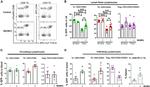 Granzyme A Antibody in Flow Cytometry (Flow)