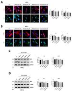 FAP Antibody in Western Blot (WB)