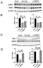 PAR1 Antibody in Western Blot (WB)