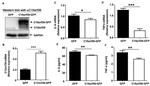 C15orf39 Antibody in Western Blot (WB)