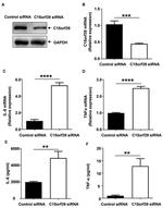 C15orf39 Antibody in Western Blot (WB)