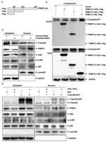 C15orf39 Antibody in Western Blot (WB)
