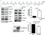 C15orf39 Antibody in Western Blot (WB)