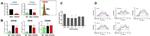 CD163 Antibody in Flow Cytometry (Flow)